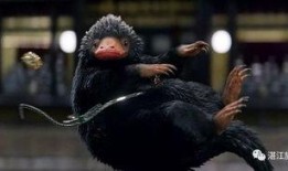 12月神奇动物爆料视频,神秘生物齐聚，奇幻世界再掀波澜